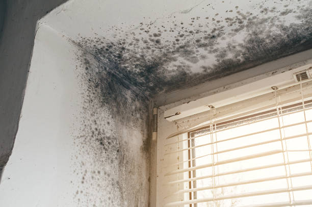 Affordable Hvac And Air Duct Mold Remediation solutions in Camas, WA